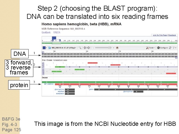 Step 2 (choosing the BLAST program): DNA can be translated into six reading frames