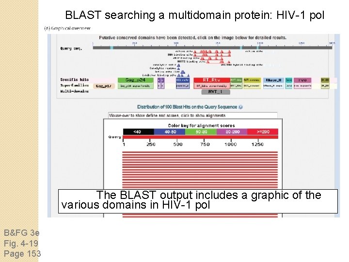 BLAST searching a multidomain protein: HIV-1 pol The BLAST output includes a graphic of