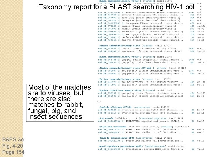 Taxonomy report for a BLAST searching HIV-1 pol Most of the matches are to