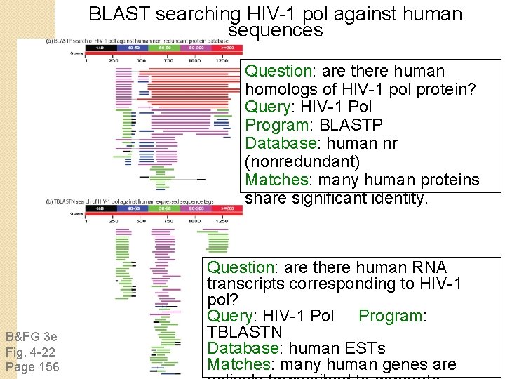 BLAST searching HIV-1 pol against human sequences Question: are there human homologs of HIV-1