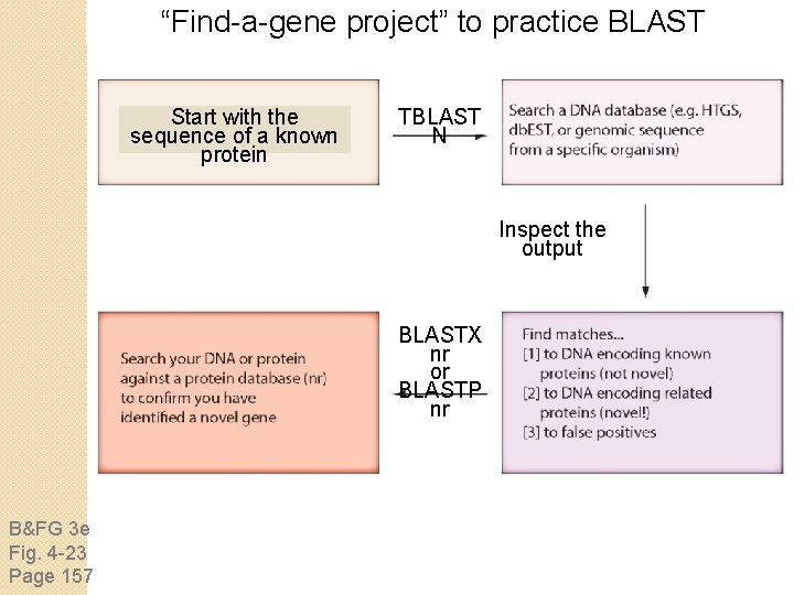 “Find-a-gene project” to practice BLAST Start with the sequence of a known protein TBLAST