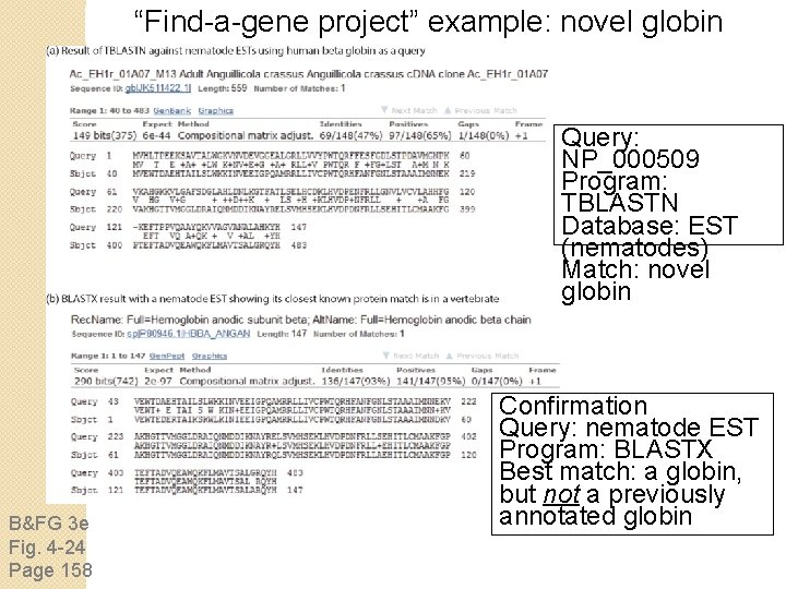 “Find-a-gene project” example: novel globin Query: NP_000509 Program: TBLASTN Database: EST (nematodes) Match: novel