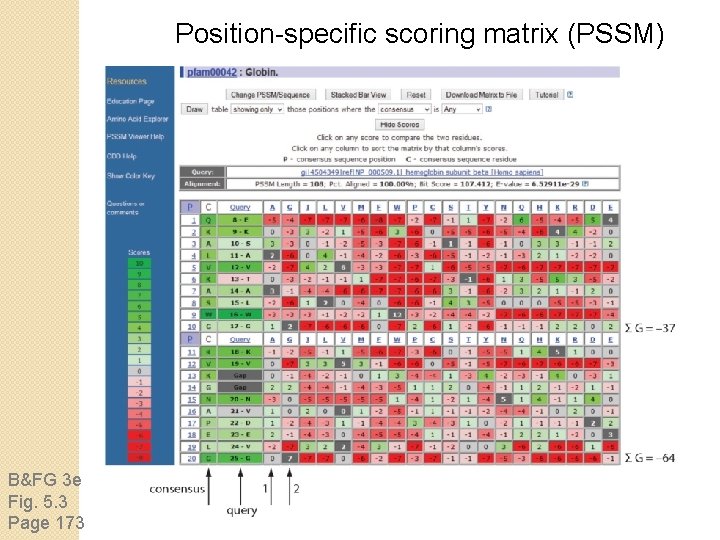 Position-specific scoring matrix (PSSM) B&FG 3 e Fig. 5. 3 Page 173 