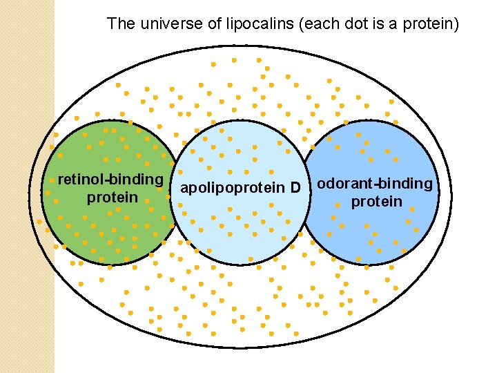 The universe of lipocalins (each dot is a protein) retinol-binding protein apolipoprotein D odorant-binding