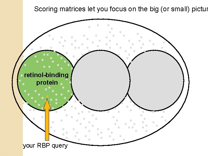 Scoring matrices let you focus on the big (or small) pictur retinol-binding protein your