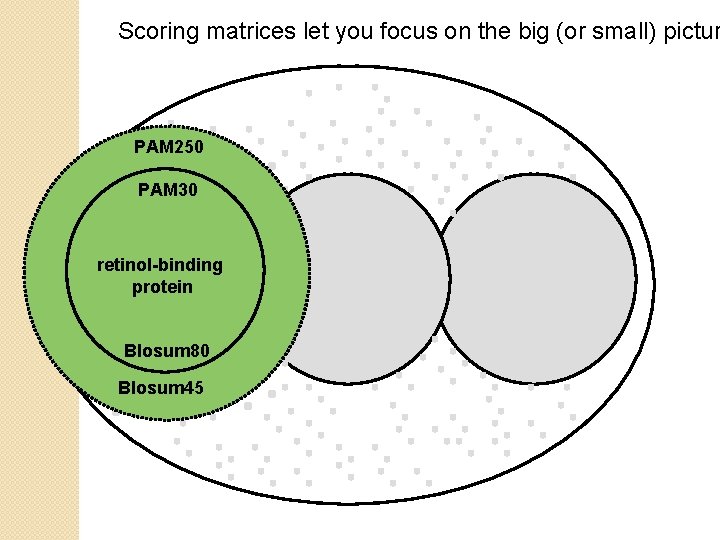 Scoring matrices let you focus on the big (or small) pictur PAM 250 PAM