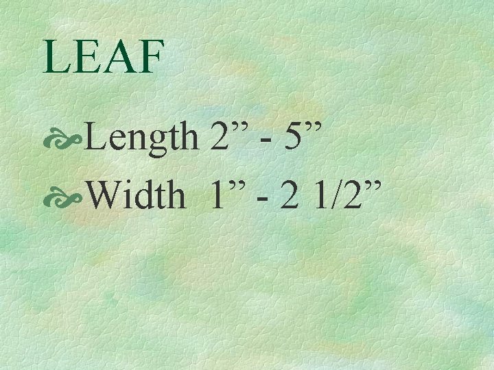LEAF Length 2” - 5” Width 1” - 2 1/2” 
