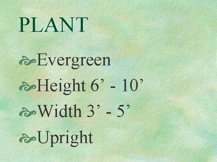 PLANT Evergreen Height 6’ - 10’ Width 3’ - 5’ Upright 