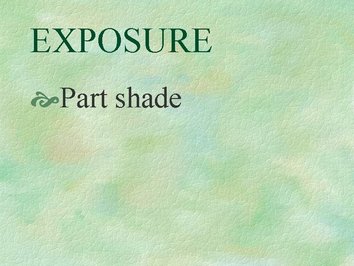 EXPOSURE Part shade 