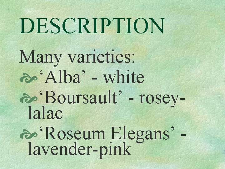 DESCRIPTION Many varieties: ‘Alba’ - white ‘Boursault’ - roseylalac ‘Roseum Elegans’ lavender-pink 