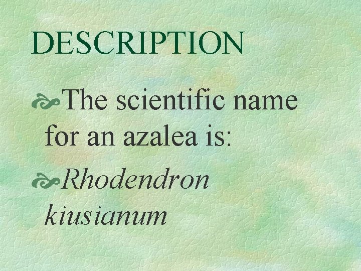 DESCRIPTION The scientific name for an azalea is: Rhodendron kiusianum 