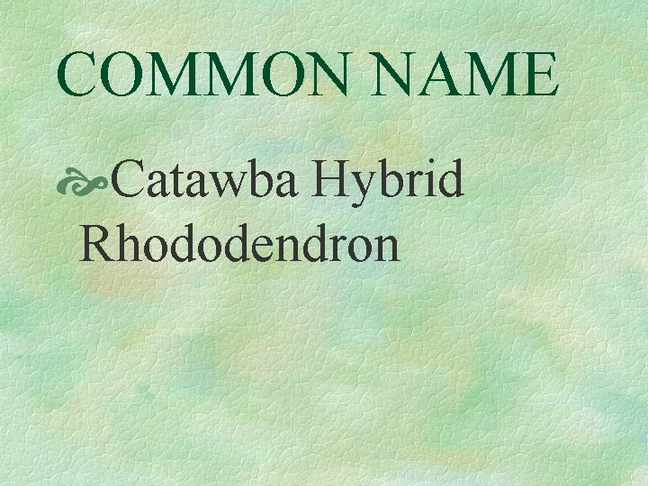 COMMON NAME Catawba Hybrid Rhododendron 