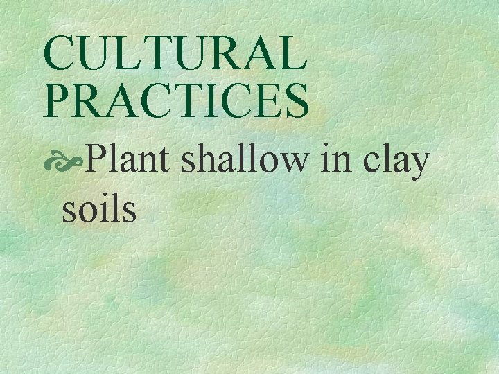 CULTURAL PRACTICES Plant shallow in clay soils 