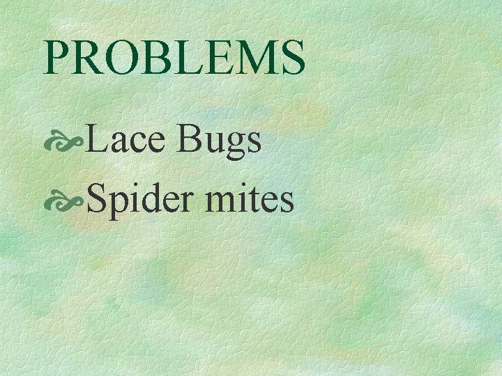 PROBLEMS Lace Bugs Spider mites 