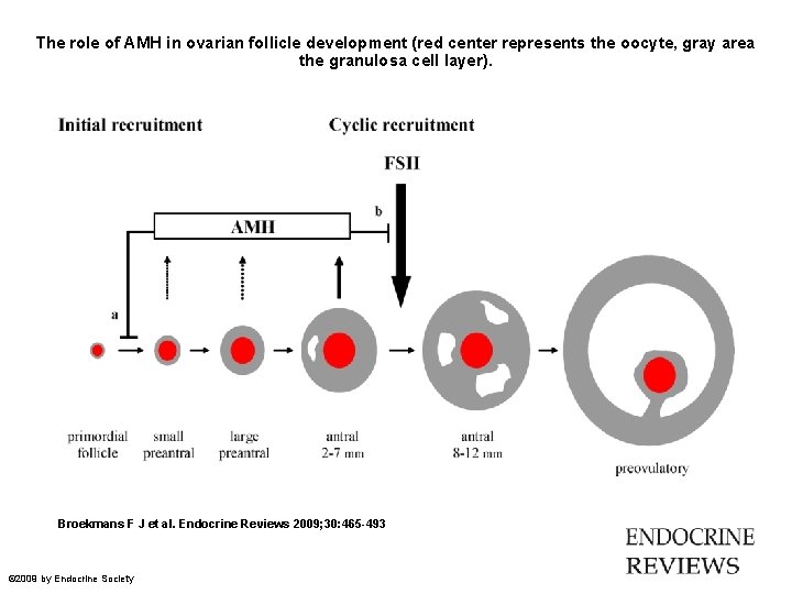 The role of AMH in ovarian follicle development (red center represents the oocyte, gray