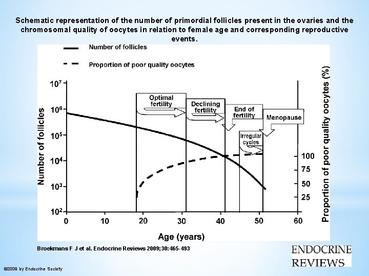 Schematic representation of the number of primordial follicles present in the ovaries and the