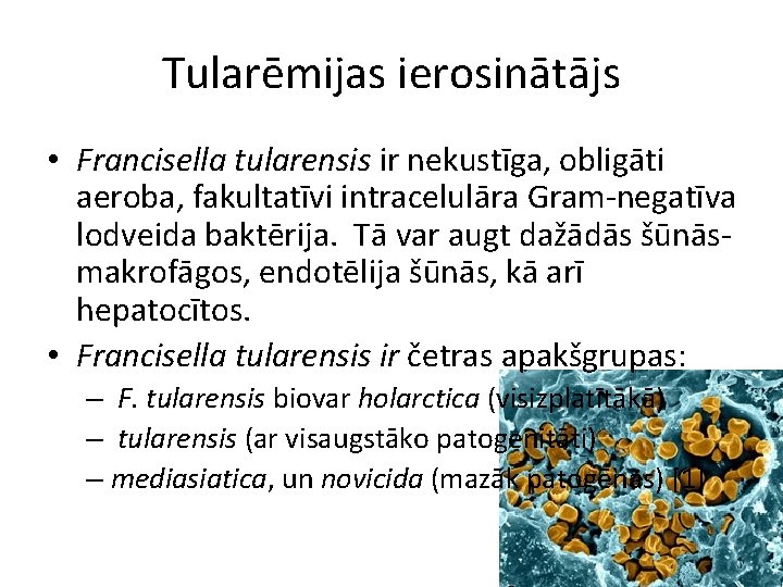 Tularēmijas ierosinātājs • Francisella tularensis ir nekustīga, obligāti aeroba, fakultatīvi intracelulāra Gram-negatīva lodveida baktērija.