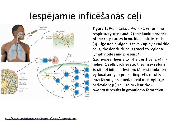 Iespējamie inficēšanās ceļi Figure 3. Francisella tularensis enters the respiratory tract and (2) the