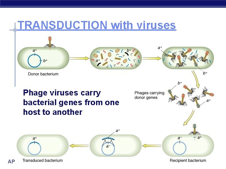 TRANSDUCTION with viruses Phage viruses carry bacterial genes from one host to another AP