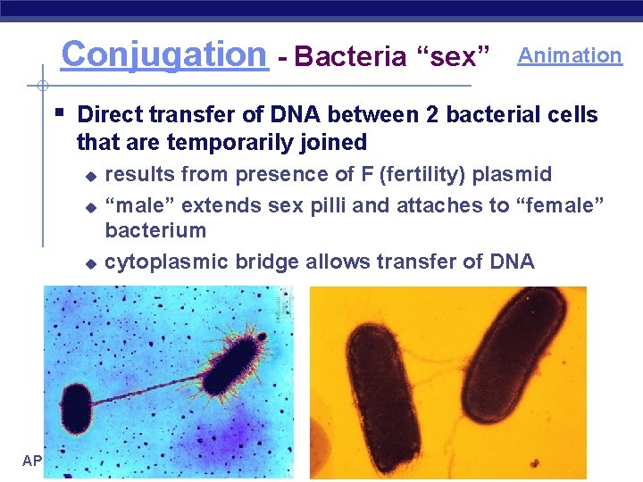 Conjugation - Bacteria “sex” Animation § Direct transfer of DNA between 2 bacterial cells