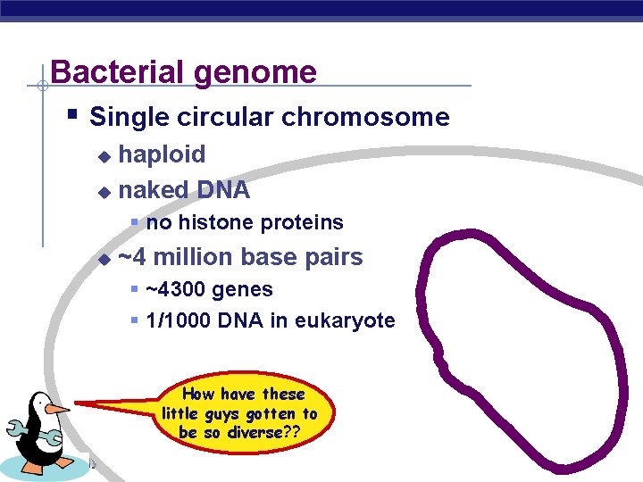 Bacterial genome § Single circular chromosome haploid u naked DNA u § no histone