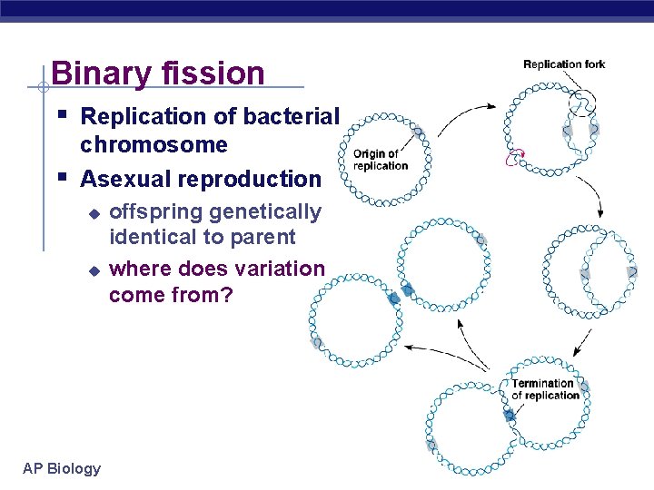 Binary fission § Replication of bacterial § chromosome Asexual reproduction u u AP Biology