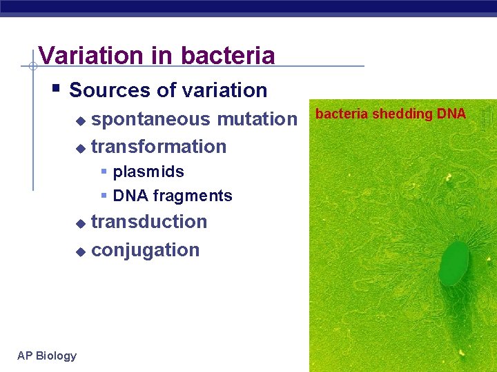 Variation in bacteria § Sources of variation spontaneous mutation u transformation u § plasmids