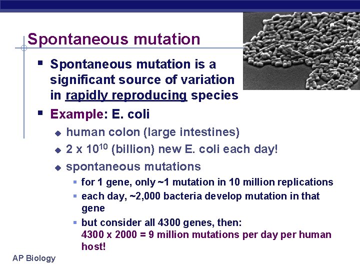 Spontaneous mutation § Spontaneous mutation is a § significant source of variation in rapidly