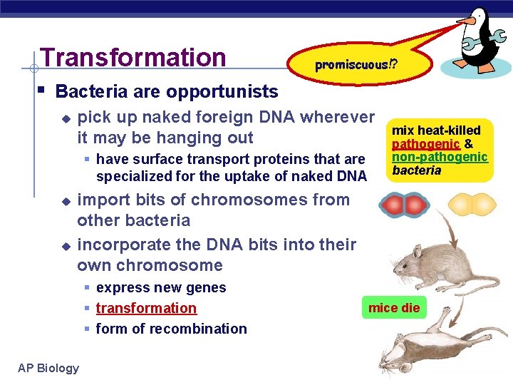Transformation promiscuous!? § Bacteria are opportunists u pick up naked foreign DNA wherever it
