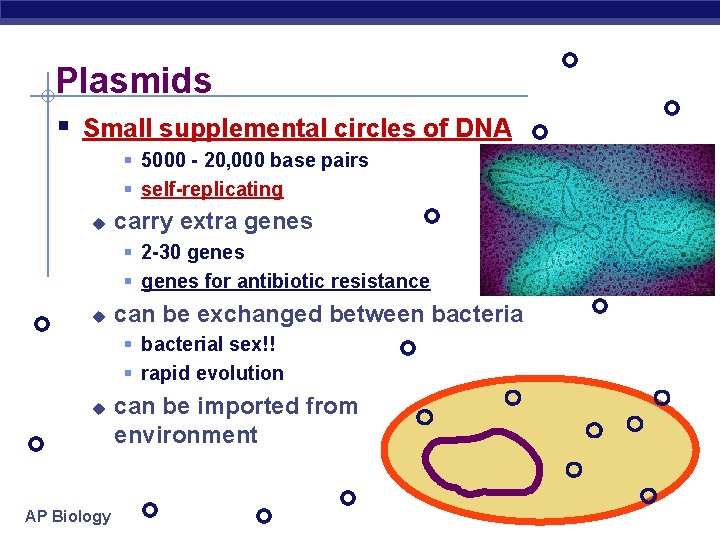 Plasmids § Small supplemental circles of DNA § 5000 - 20, 000 base pairs