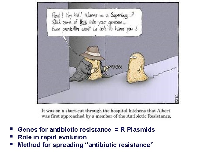 § Genes for antibiotic resistance = R Plasmids § Role in rapid evolution §