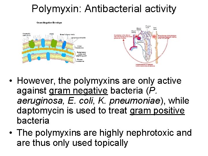Polymyxin: Antibacterial activity • However, the polymyxins are only active against gram negative bacteria