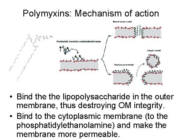 Polymyxins: Mechanism of action • Bind the lipopolysaccharide in the outer membrane, thus destroying