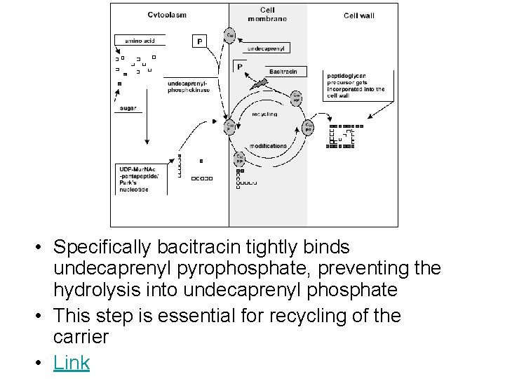  • Specifically bacitracin tightly binds undecaprenyl pyrophosphate, preventing the hydrolysis into undecaprenyl phosphate
