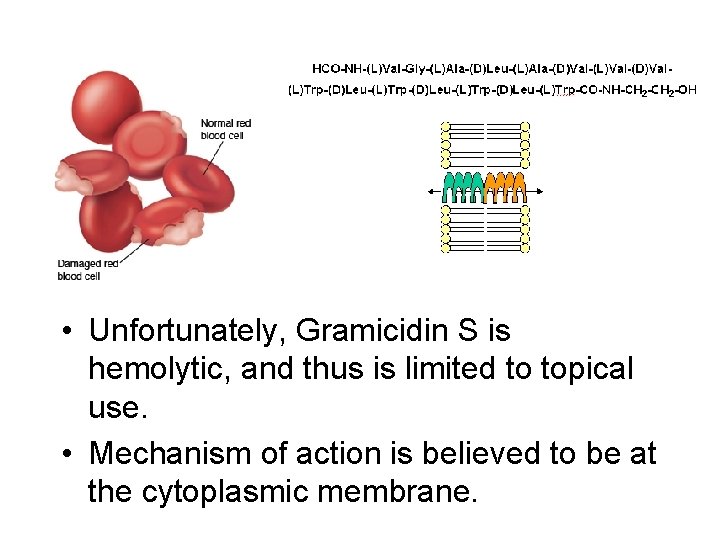  • Unfortunately, Gramicidin S is hemolytic, and thus is limited to topical use.