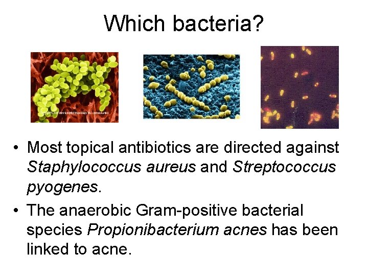 Which bacteria? • Most topical antibiotics are directed against Staphylococcus aureus and Streptococcus pyogenes.