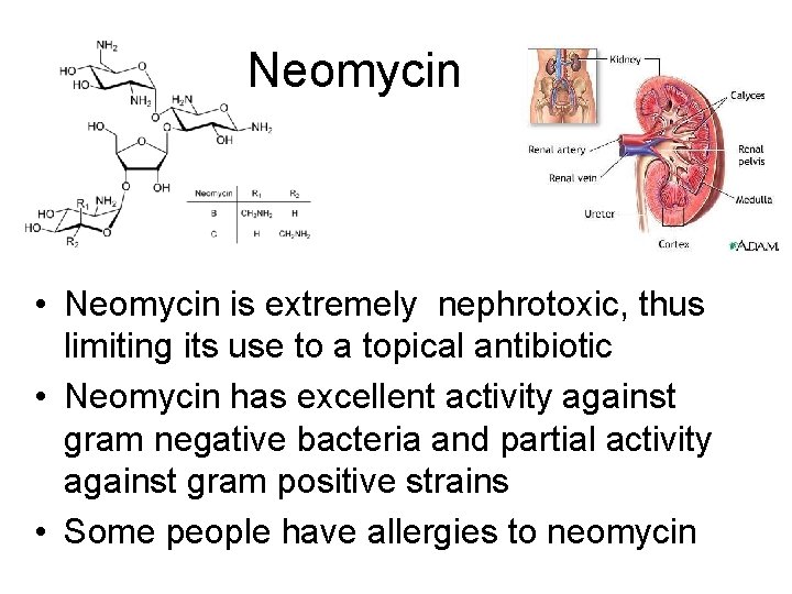 Neomycin • Neomycin is extremely nephrotoxic, thus limiting its use to a topical antibiotic