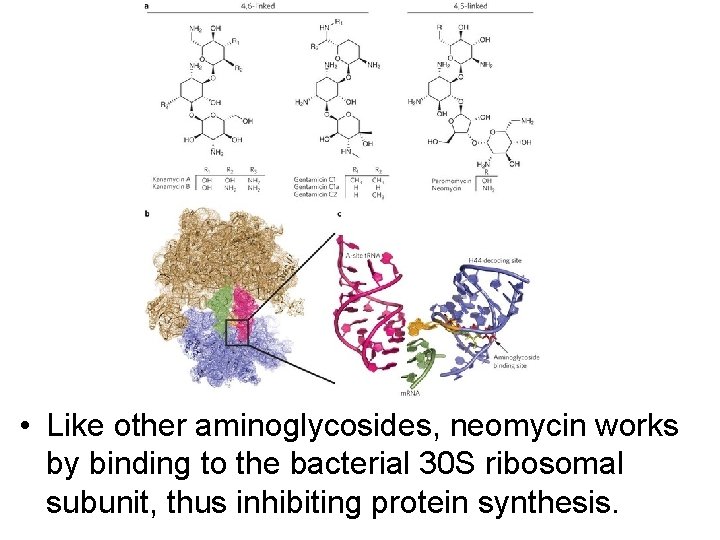  • Like other aminoglycosides, neomycin works by binding to the bacterial 30 S