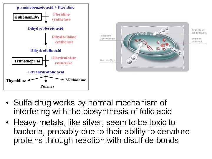  • Sulfa drug works by normal mechanism of interfering with the biosynthesis of