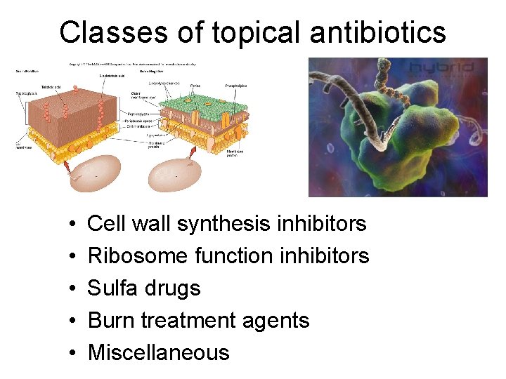 Classes of topical antibiotics • • • Cell wall synthesis inhibitors Ribosome function inhibitors