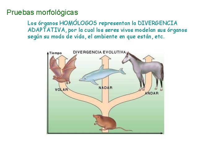 Pruebas morfológicas Los órganos HOMÓLOGOS representan la DIVERGENCIA ADAPTATIVA, por la cual los seres Pruebas morfológicas Los órganos HOMÓLOGOS representan la DIVERGENCIA ADAPTATIVA, por la cual los seres