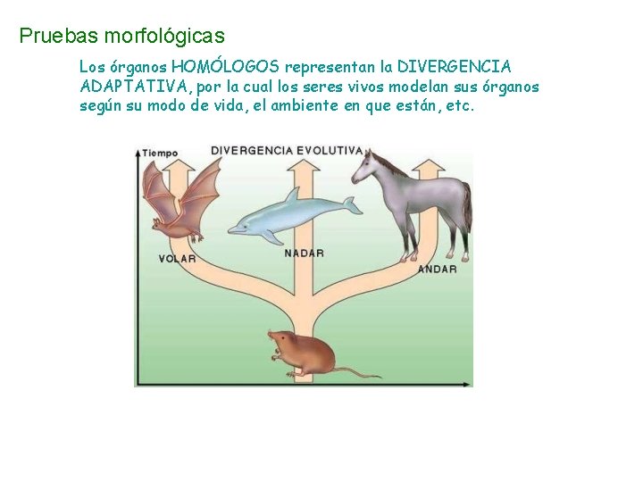 Pruebas morfológicas Los órganos HOMÓLOGOS representan la DIVERGENCIA ADAPTATIVA, por la cual los seres