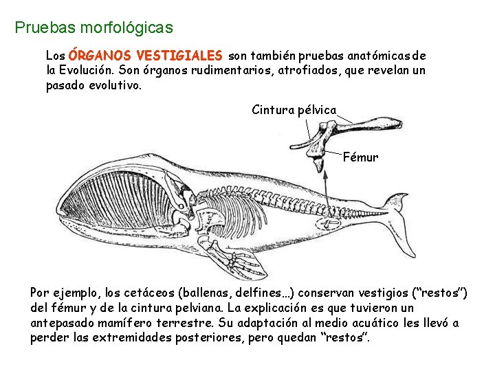 Pruebas morfológicas Los ÓRGANOS VESTIGIALES son también pruebas anatómicas de la Evolución. Son órganos