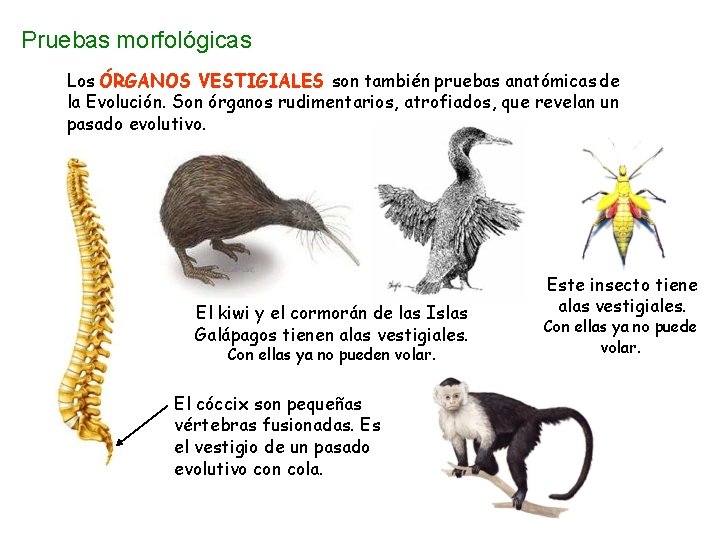 Pruebas morfológicas Los ÓRGANOS VESTIGIALES son también pruebas anatómicas de la Evolución. Son órganos