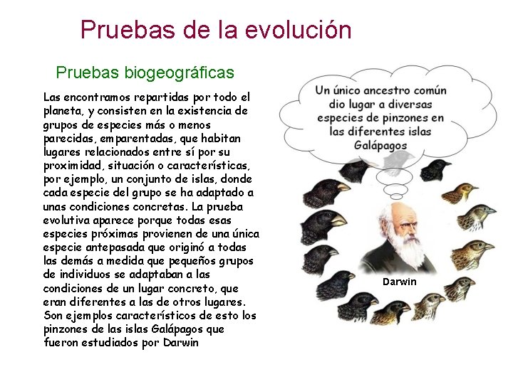 Pruebas de la evolución Pruebas biogeográficas Las encontramos repartidas por todo el planeta, y Pruebas de la evolución Pruebas biogeográficas Las encontramos repartidas por todo el planeta, y
