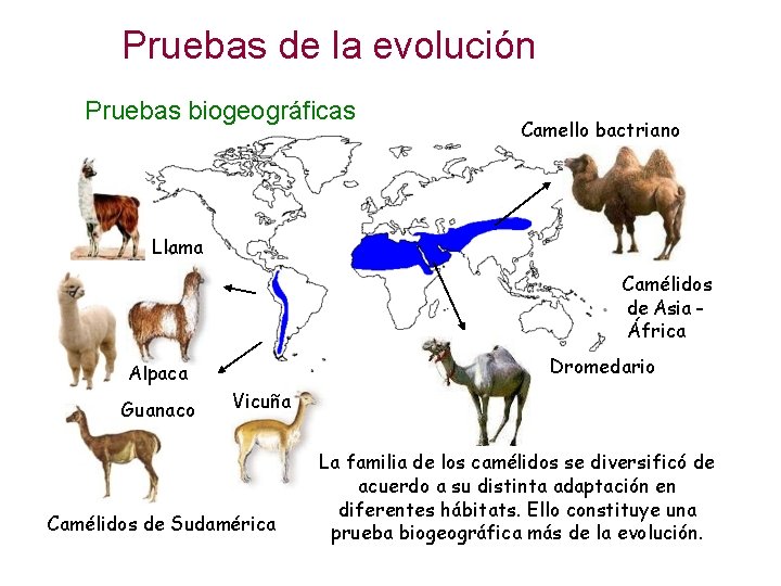 Pruebas de la evolución Pruebas biogeográficas Camello bactriano Llama Camélidos de Asia África Dromedario Pruebas de la evolución Pruebas biogeográficas Camello bactriano Llama Camélidos de Asia África Dromedario