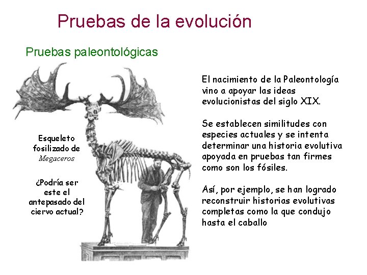Pruebas de la evolución Pruebas paleontológicas El nacimiento de la Paleontología vino a apoyar Pruebas de la evolución Pruebas paleontológicas El nacimiento de la Paleontología vino a apoyar