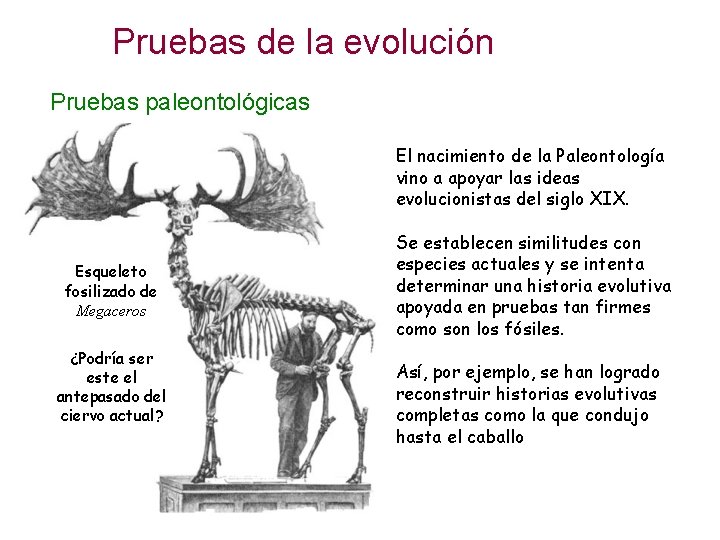 Pruebas de la evolución Pruebas paleontológicas El nacimiento de la Paleontología vino a apoyar