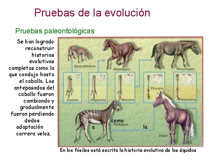 Pruebas de la evolución Pruebas paleontológicas Se han logrado reconstruir historias evolutivas completas como