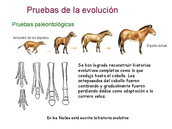 Pruebas de la evolución Pruebas paleontológicas Ancestro de los équidos Équido actual Se han